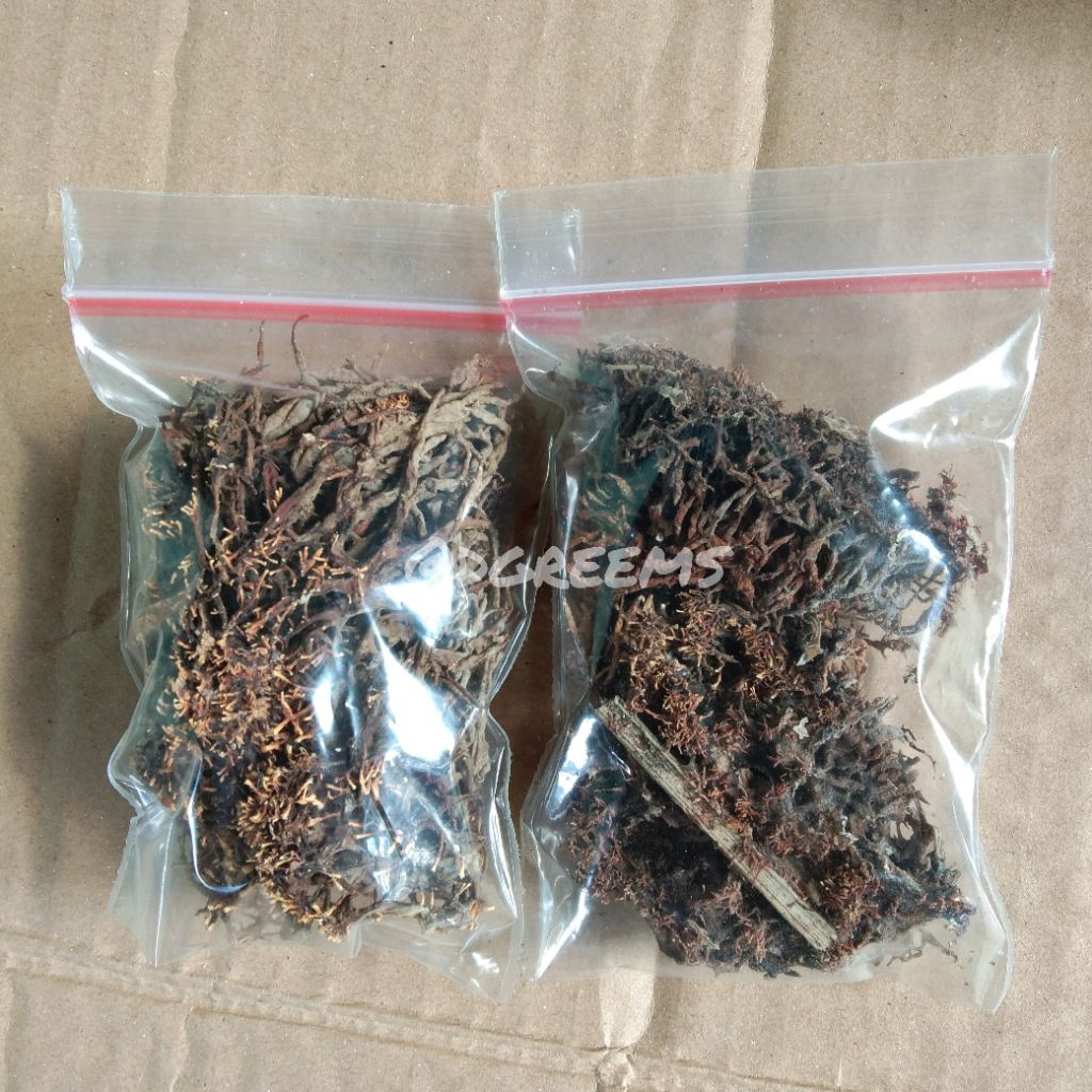 Spora Bibit Jakaba Kering Pupuk Organik