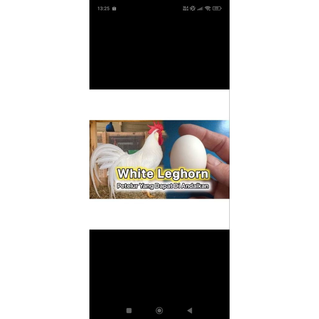 Doc Ayam petelur White leghorn sudsh vaksin