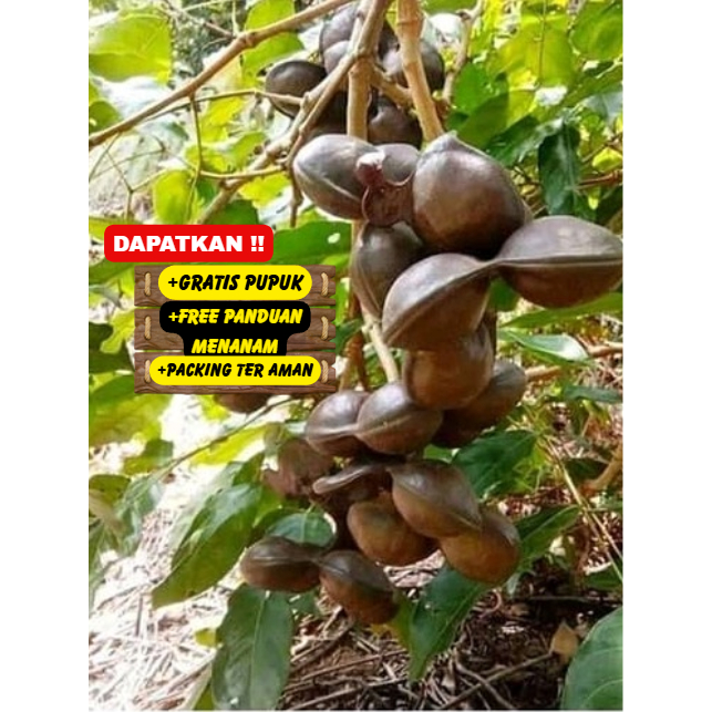 Pohon / Bibit Jengkol Super Pulen Cepat Berbuah