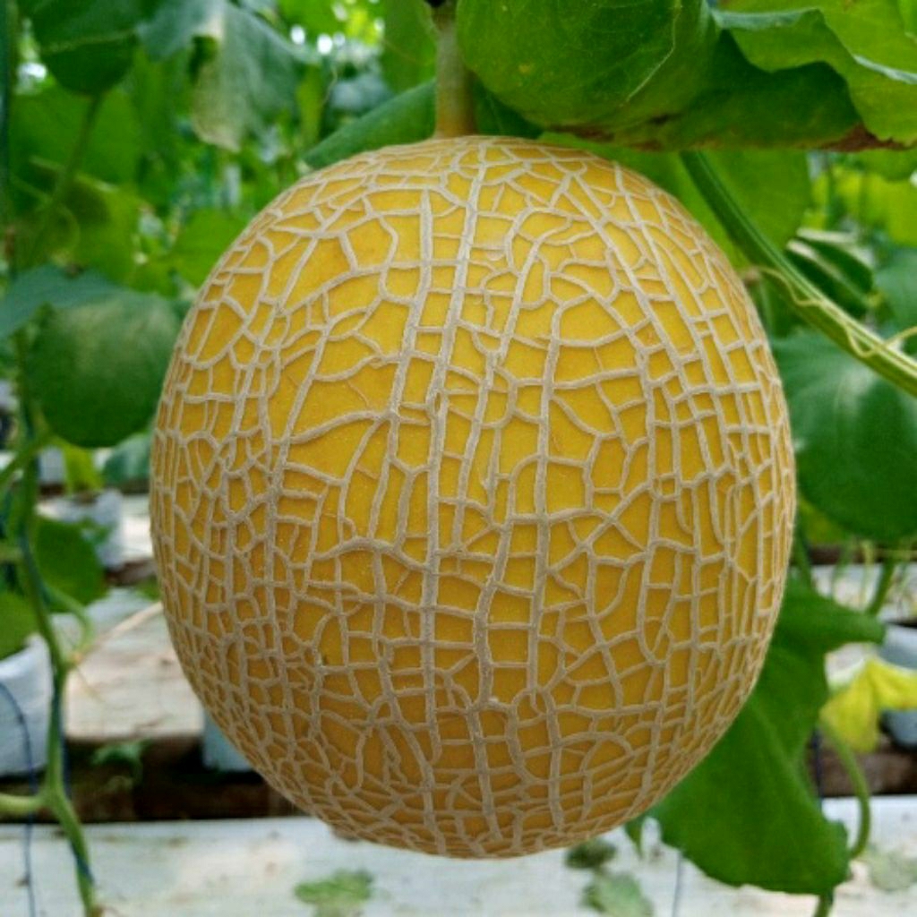 Benih melon Inthanon (50pcs)