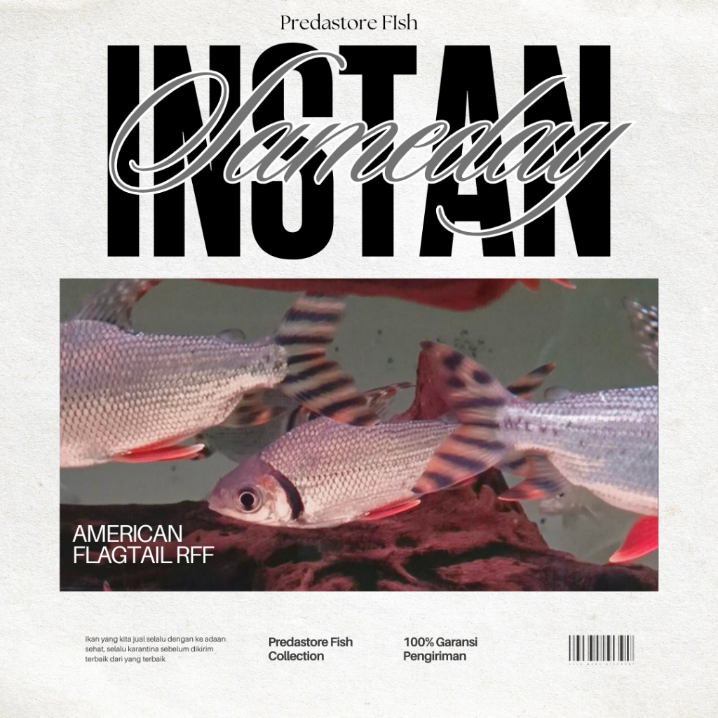 Ikan Red Feifeng Import American Flagtail - 100% Garansi pengiriman