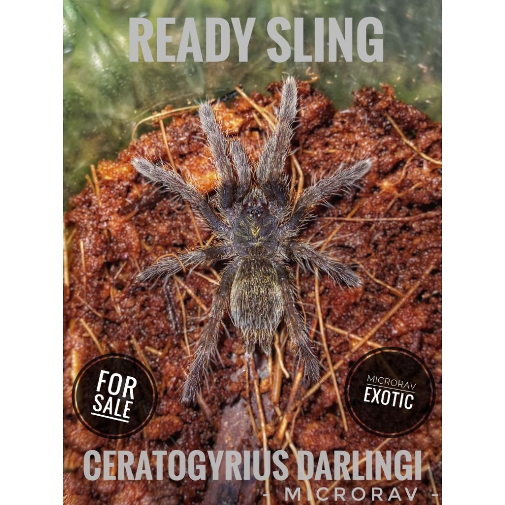 display tarantula ceratogyrus darlingi ( SLING ) --MICRORAV--