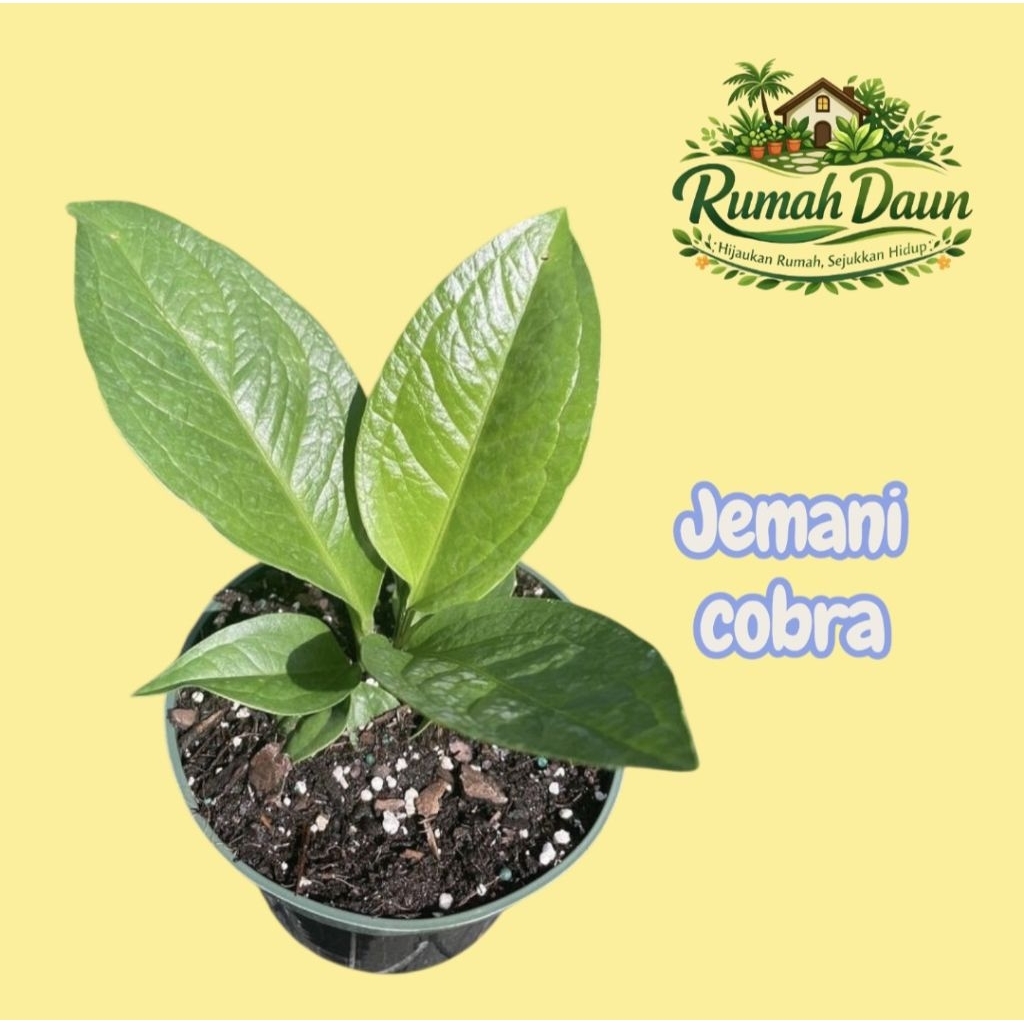 tanaman hias anthurium jemani cobra - jemani cobra