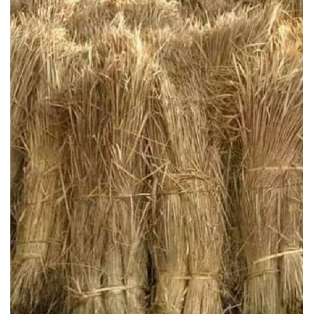 Jerami padi kering 1 kg murah dekorasi