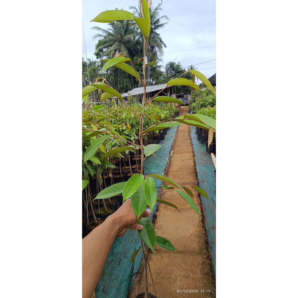 BIBIT DURIAN Duri Hitam ochee
