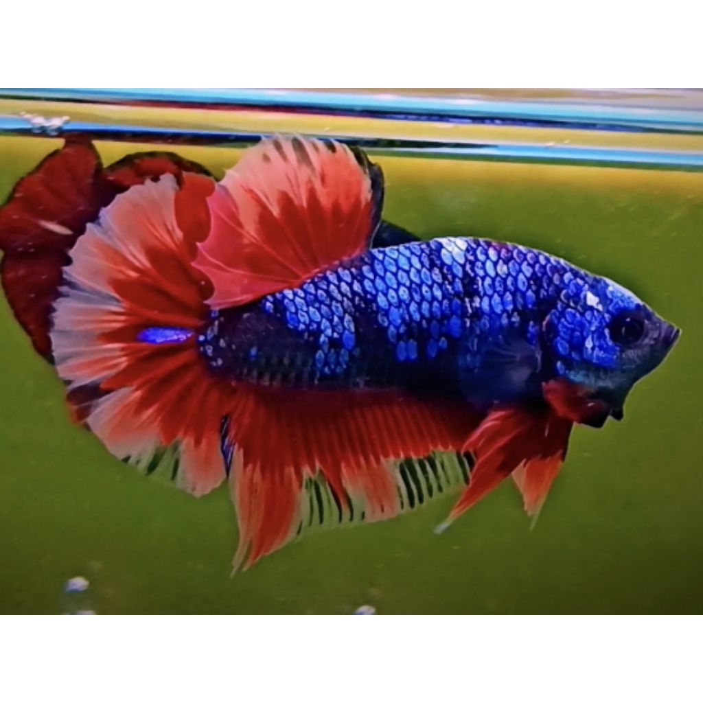 HIASAN AQUARIUM CUPANG AVATAR NEMO