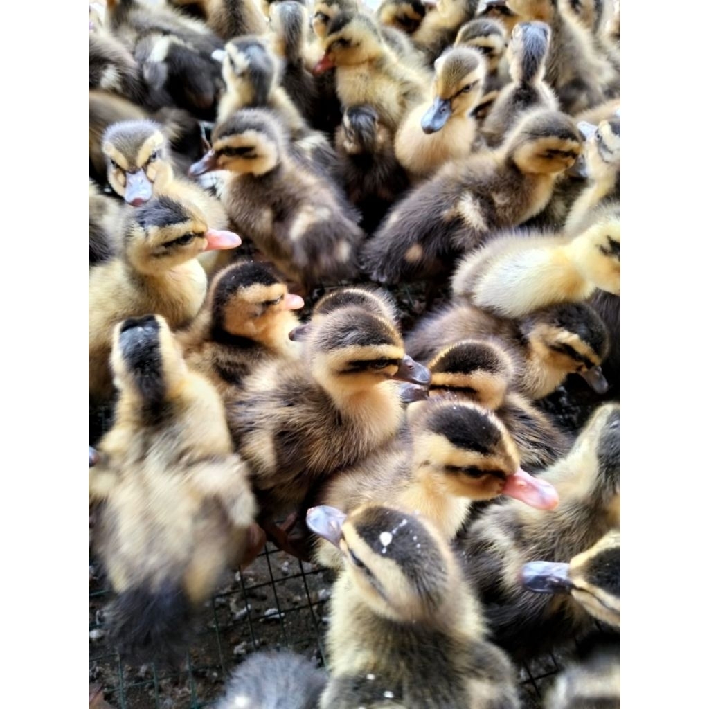 bibit bebek alabio kalimantan - bebek alis alabio - DOD alabio