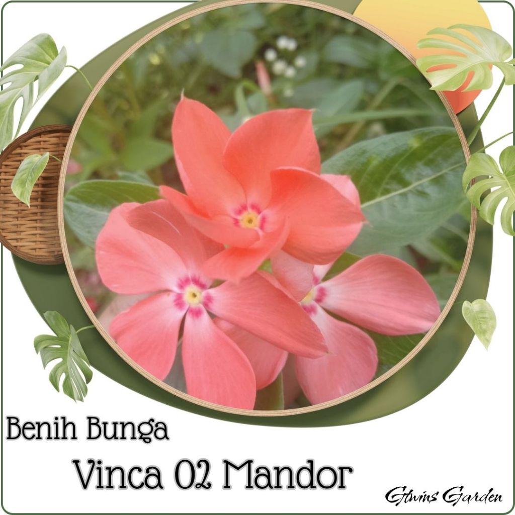 50 Benih Bunga Vinca Tapak dara Mandarin Orange