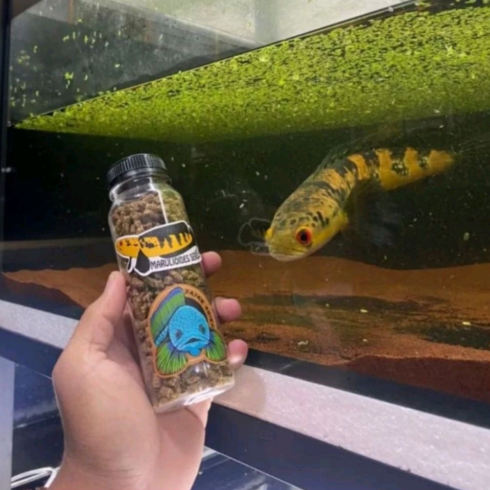 Pelet Jahat Fajar Arief Original Free Stiker