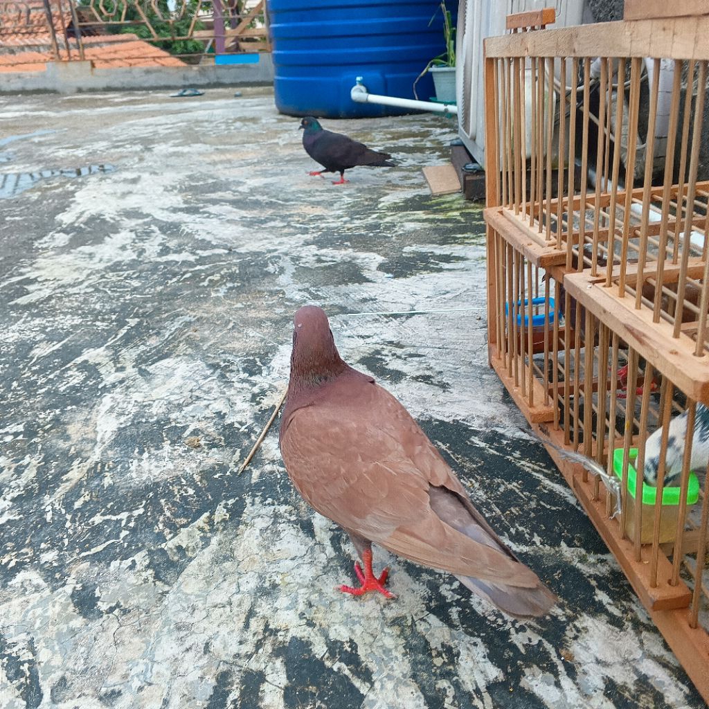 burung dara coklat pupur giring keras