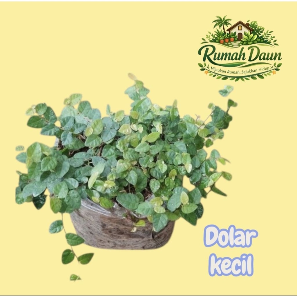 tanaman hias dolar kecil - tanaman rambat dolar kecil