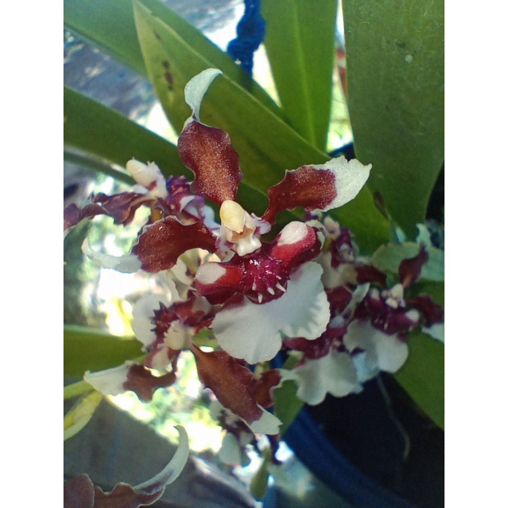 Oncydium Heaven Scent Redolence