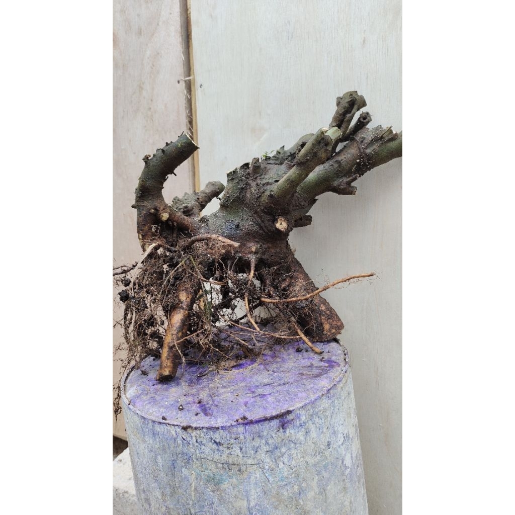 bahan bonsai Phusu Bulu realpic sesuai gambar 2kg