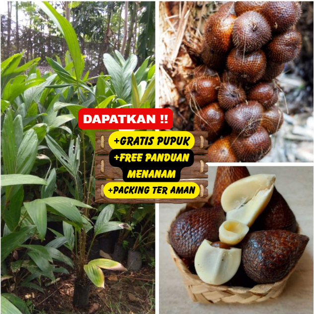 Bibit | Pohon Salak Pondoh / Salak Madu UNGGUL