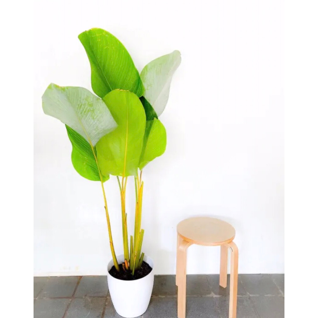 Calathea lutea
