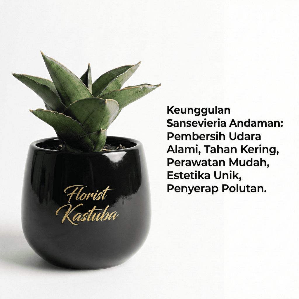 Tanaman sensivera Hybrid Andaman Harga Murah Corak Eksotis