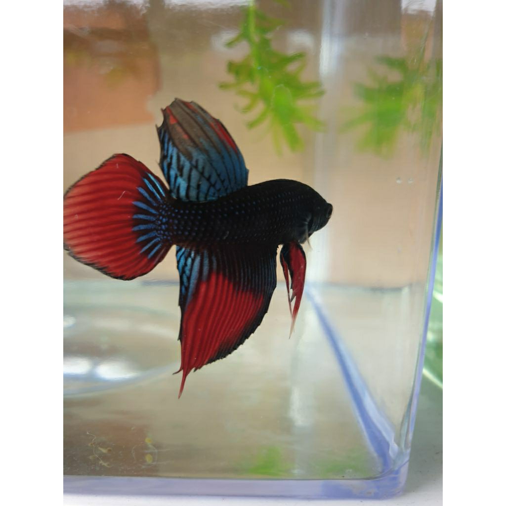 Wild Betta Imbellis Longfin Grey
