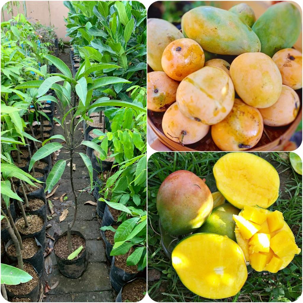 Bibit Tanaman Mangga Gedong Gincu Super
