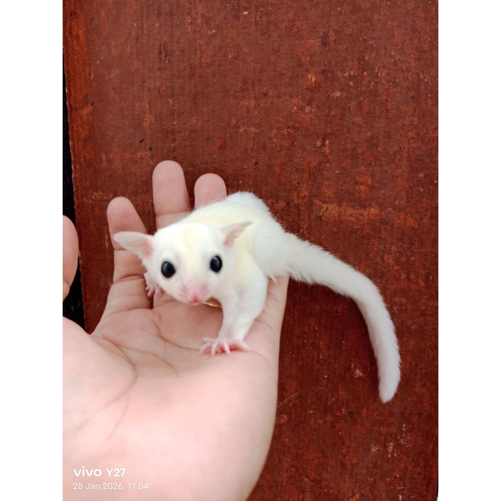 Sugar glider leucistic jantan joey