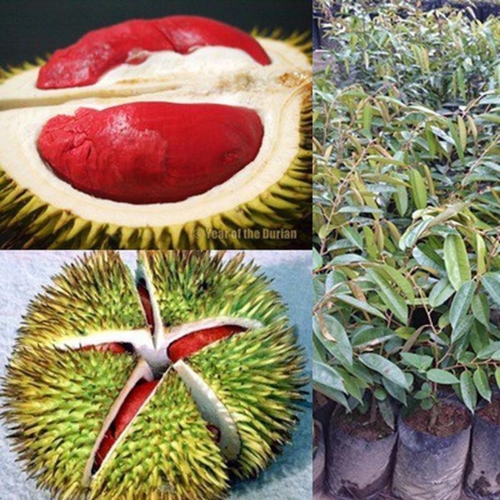bibit durian merah