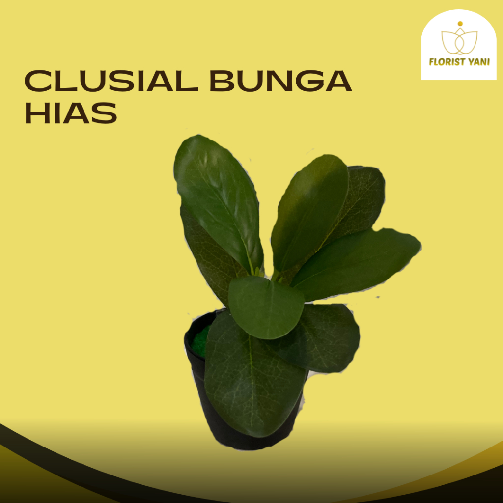 BUNGA CLUSIA TANAMAN HIAS PALSU DAUN TEBAL MENGKILAP DEKORASI RUMAH KANTOR-