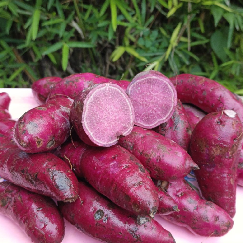 UBI UNGU FRESH PACET 1KG/ ASLI PEGUNUNGAN PACET / UBI MENTAH MANIS