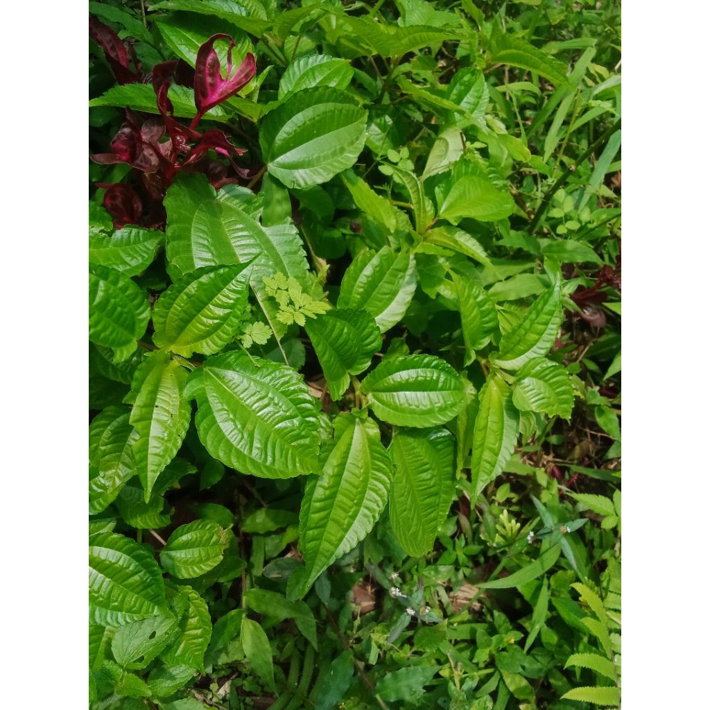 daun pohpohan segar 500 gram,daun pohpohan lalapan,daun lalapan termurah terlaris