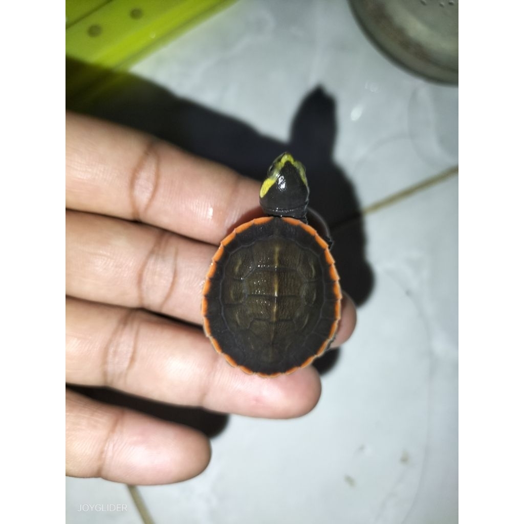 mainan anak kura kura dada merah cerah grade A+