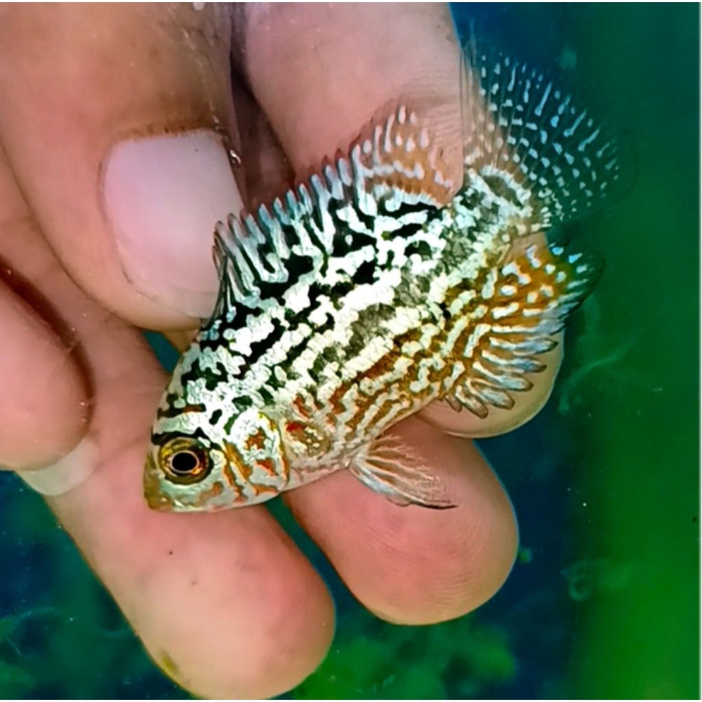 kamfa Gb kamfa f2 kamfa gb kml