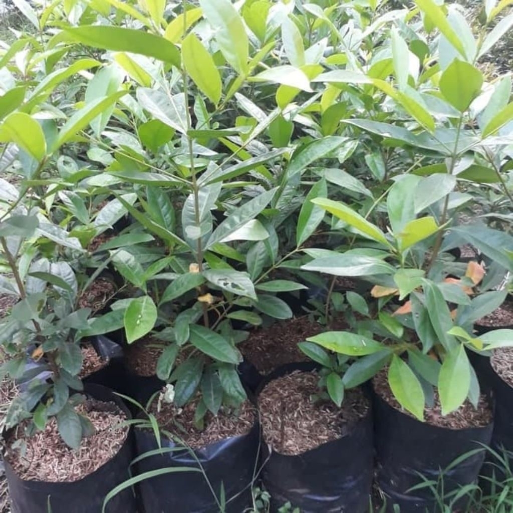 bibit daun salam tinggi 50 cm hasil semai biji