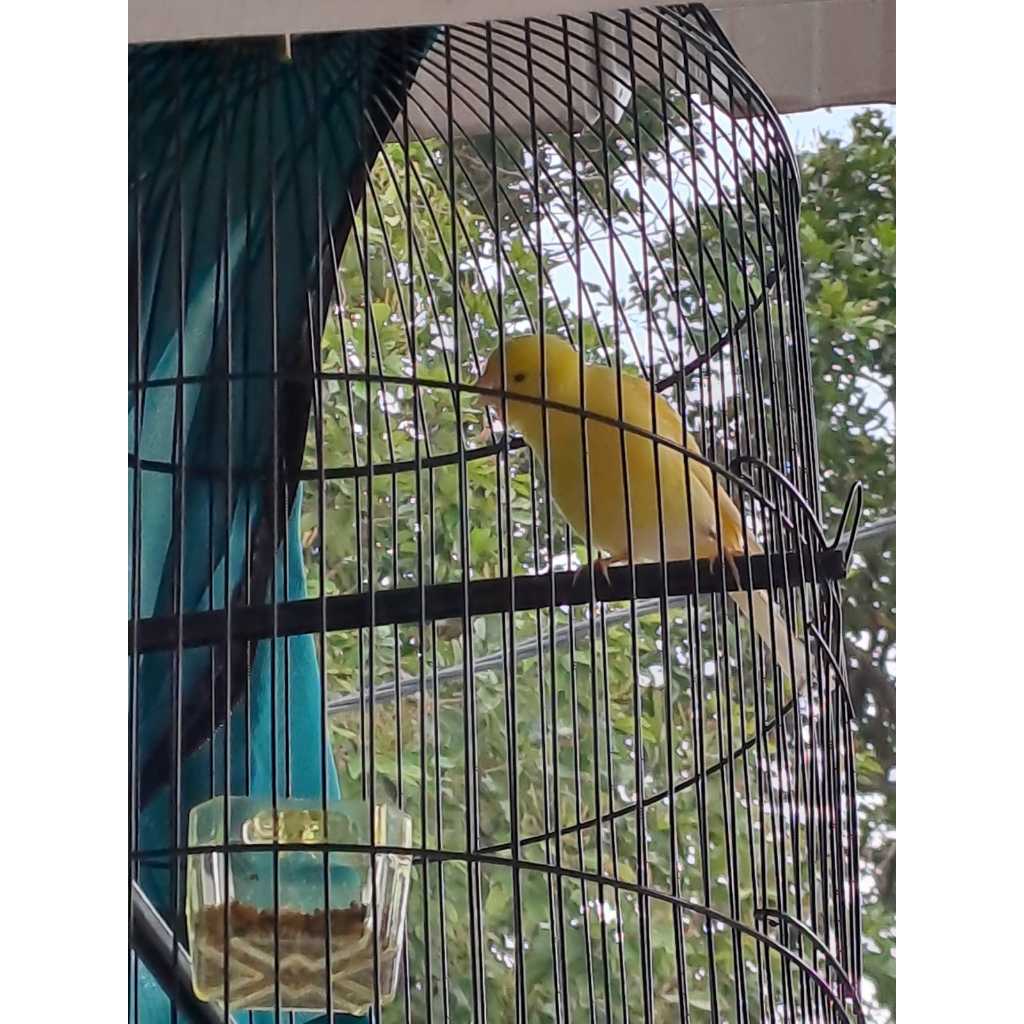Burung kenari loper malang gacoran