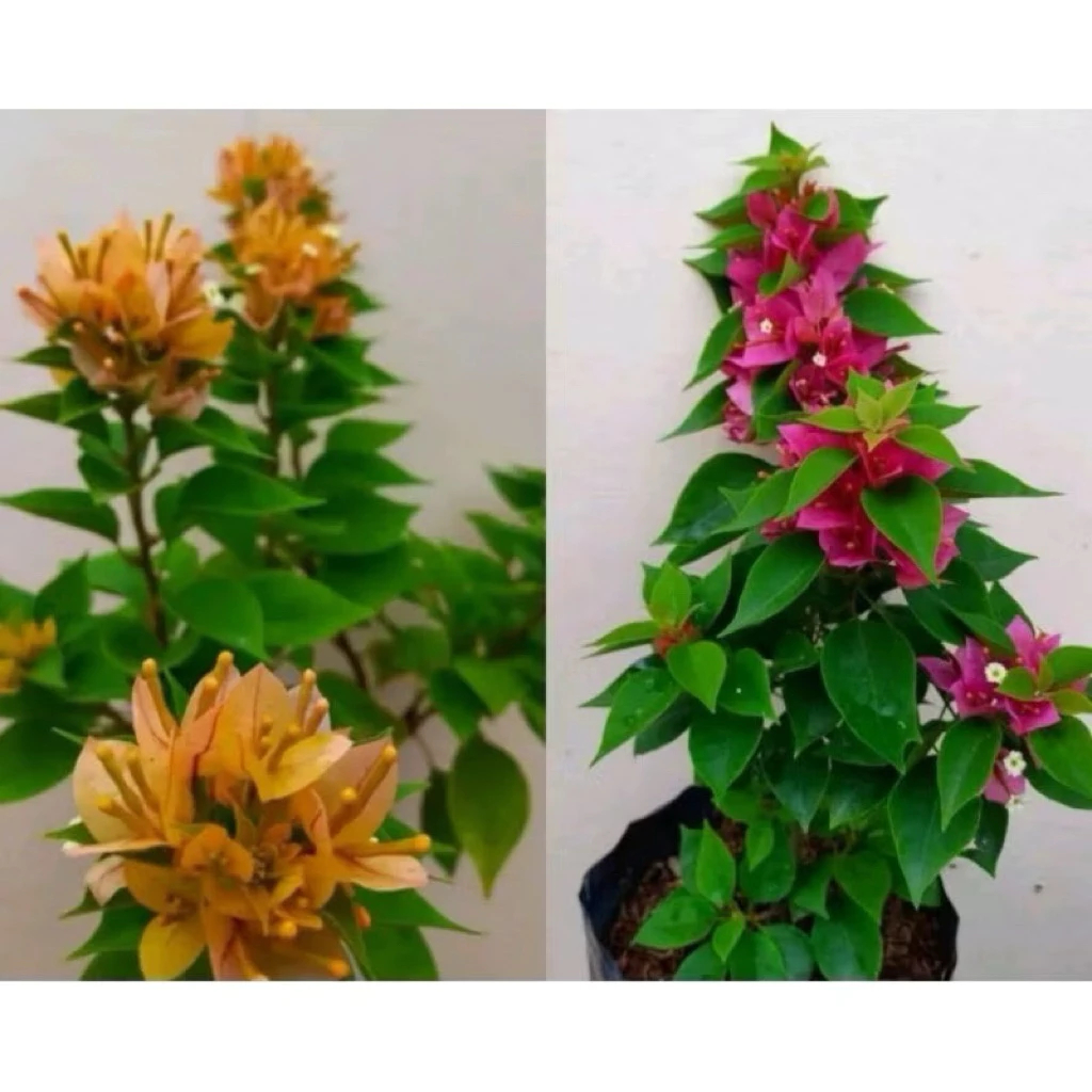 NO 1 SHOPEETANAMAN HIAS Bougenvile/Bugenvi 4-10 WARNA SINGAPORE HIMALAYA BUNGA KERTAS BIBIT BAHAN BO