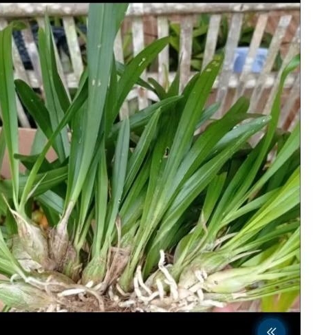 Anggrek hutan Bilbo mini