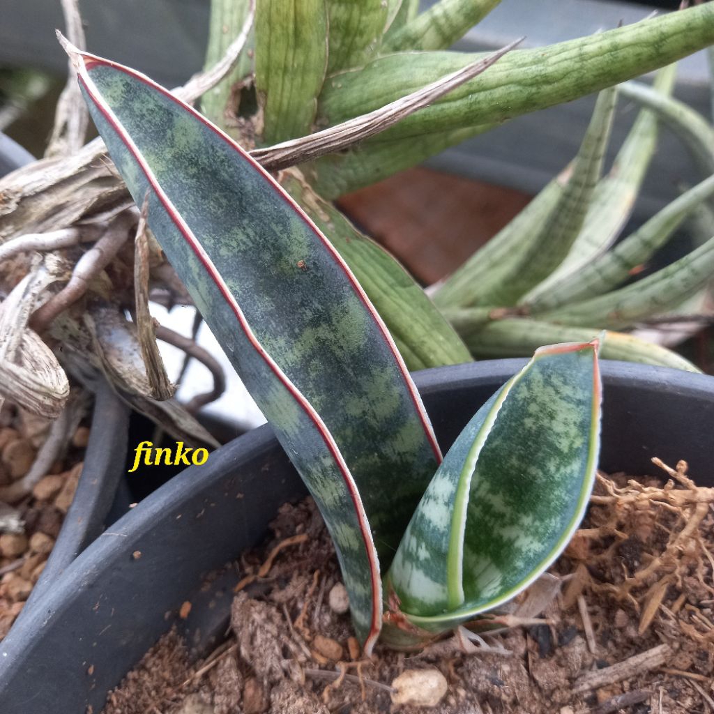 sansevieria es. 21149 sp. near walenso ranch