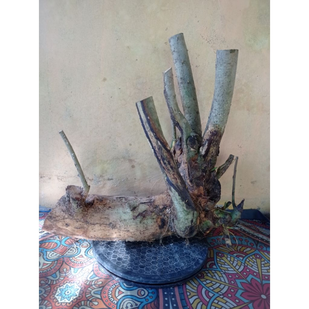 bahan bonsai serut gruping