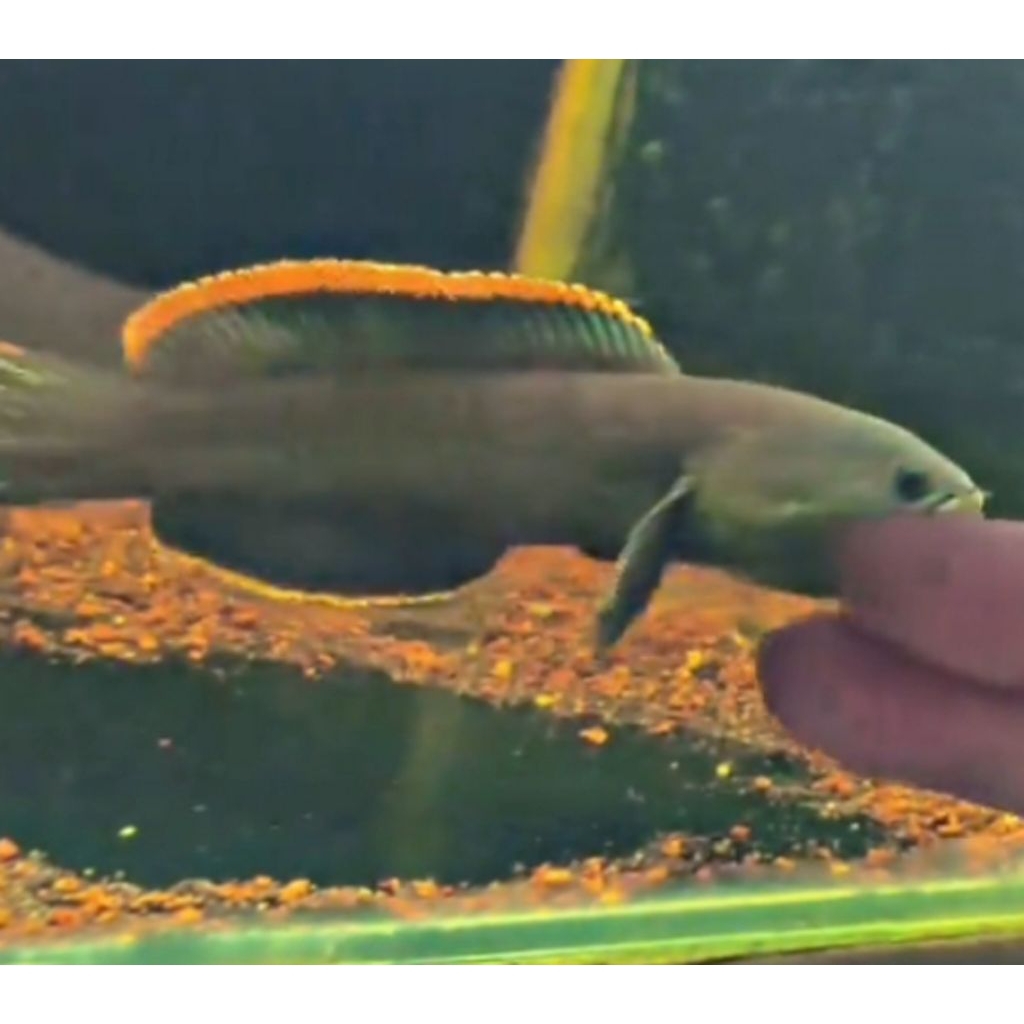 Jantan Jumbo Limbata Size 15-20 cm kualitas Jossjisss