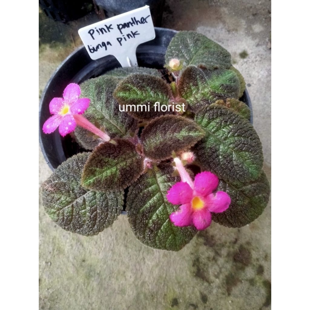 episcia pink panther bunga pink