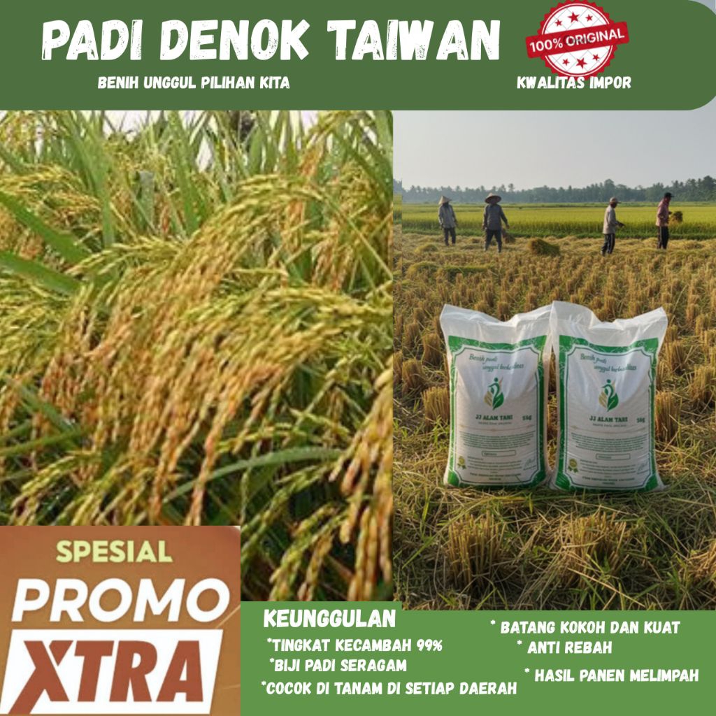 PADI DENOK TAIWAN KEMASAN 5 KG