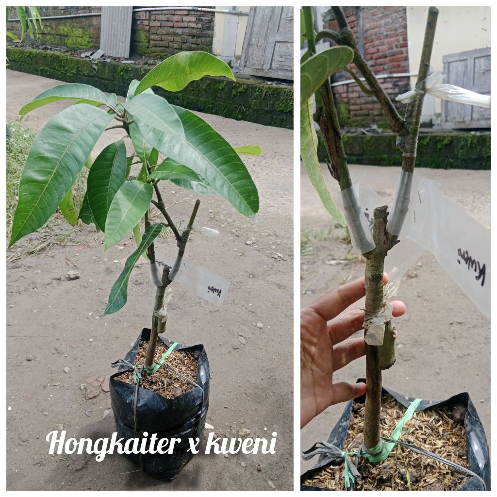 Bibit Mangga Kombinasi 2 jenis Hongkaiter x kweni