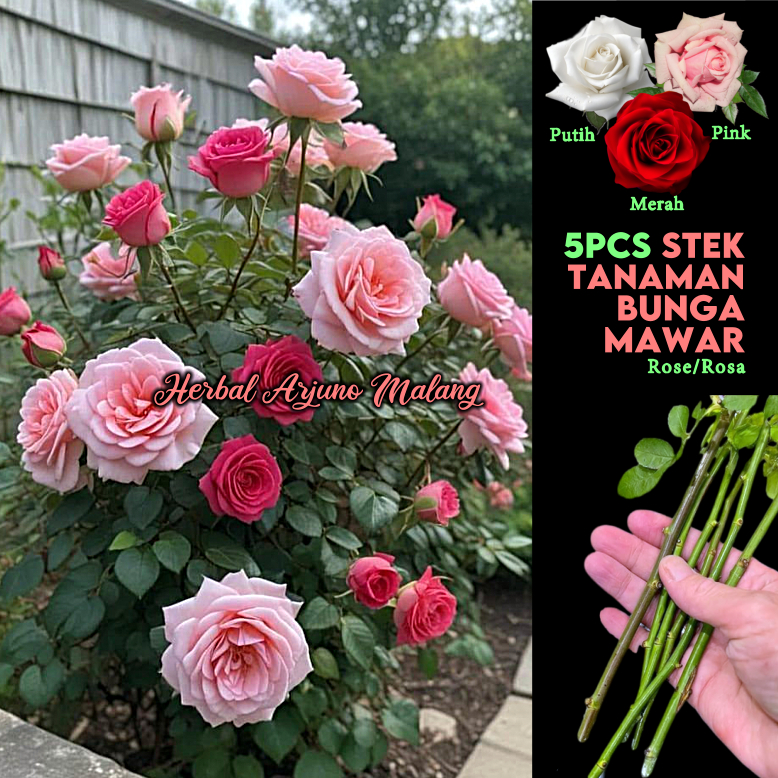 Bunga Mawar Lokal Ros Rose Stek Batang Tanaman Kembang Flower Rosa Harum Wangi Merah Putih Pink Orga