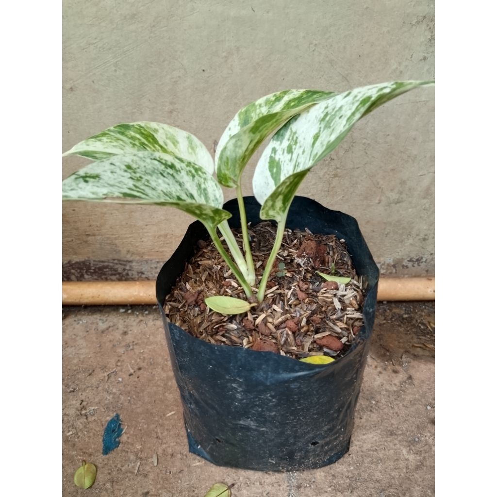 tanaman sri gading tanaman hias sri gading daun sri gading