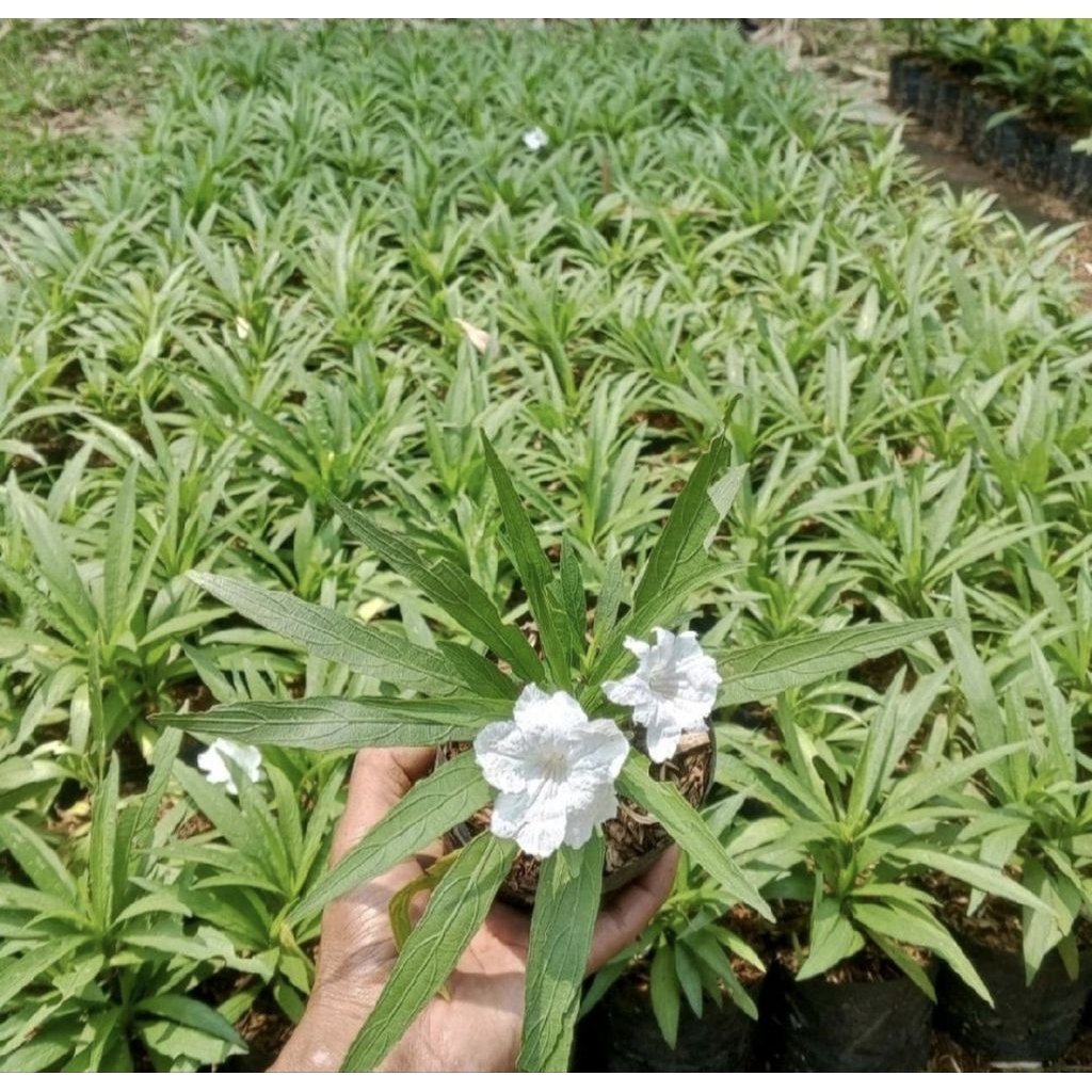 Tanaman Hias Rolia Mini Bunga Putih - Pohon Rollia mini - Ruellia mini - Rawelia mini
