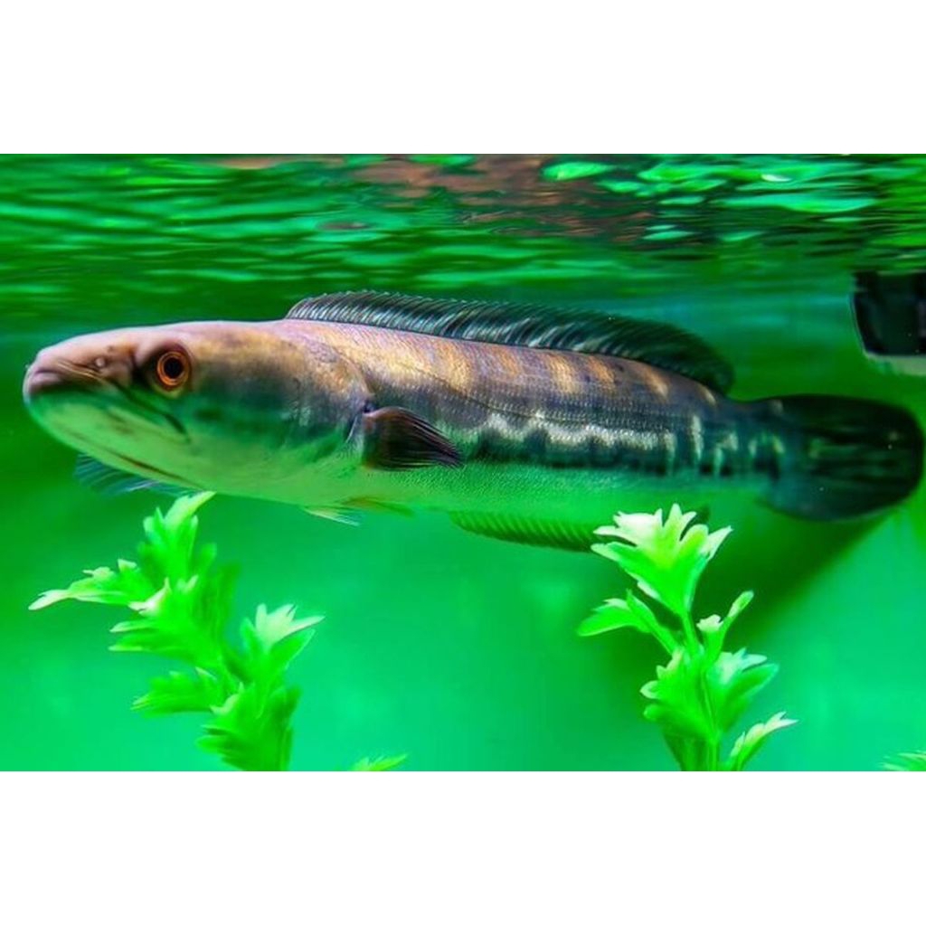 IKAN TOMAN PREDATOR KALIMANTAN SIZE 9 CM