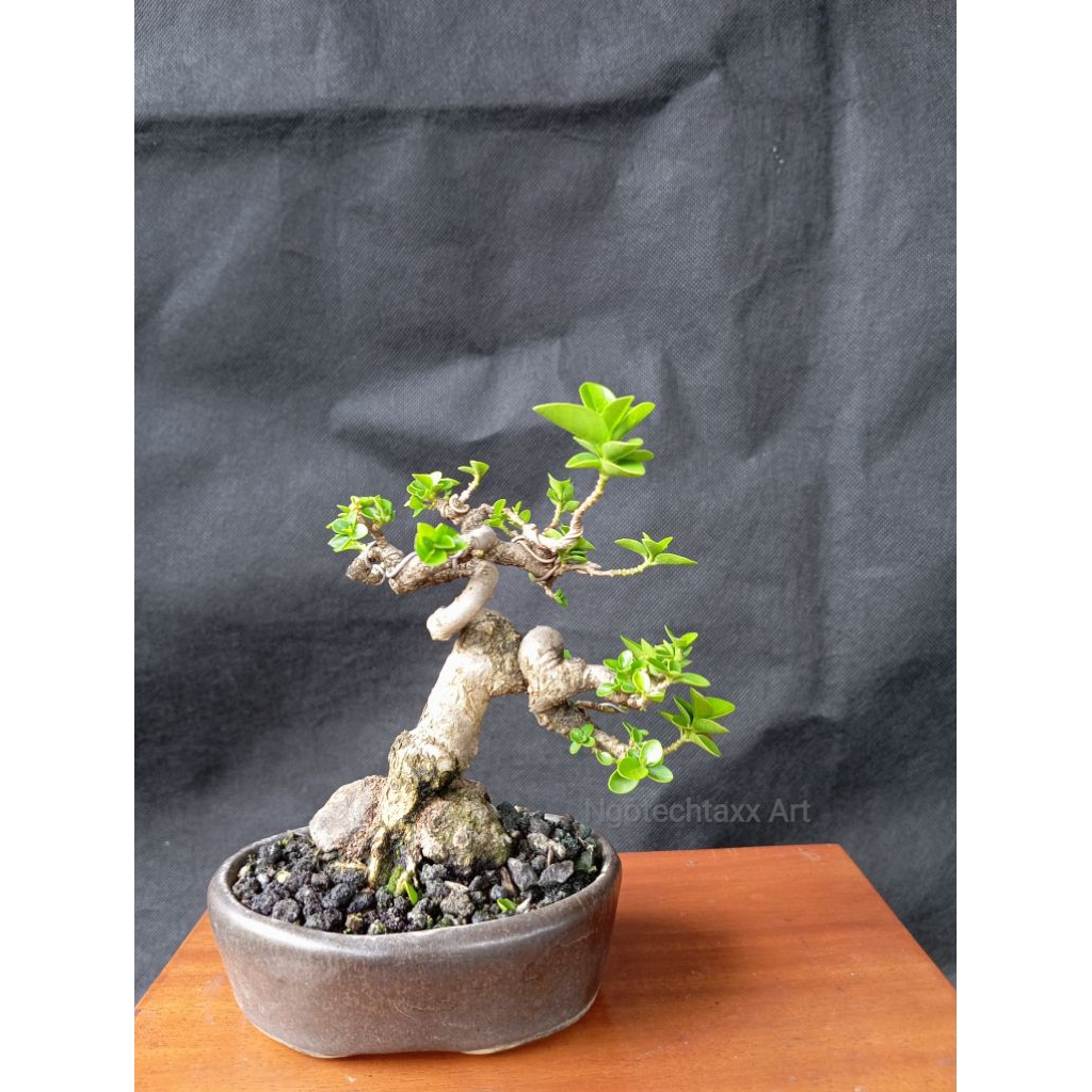 Bonsai sancang shito - REAL PICT