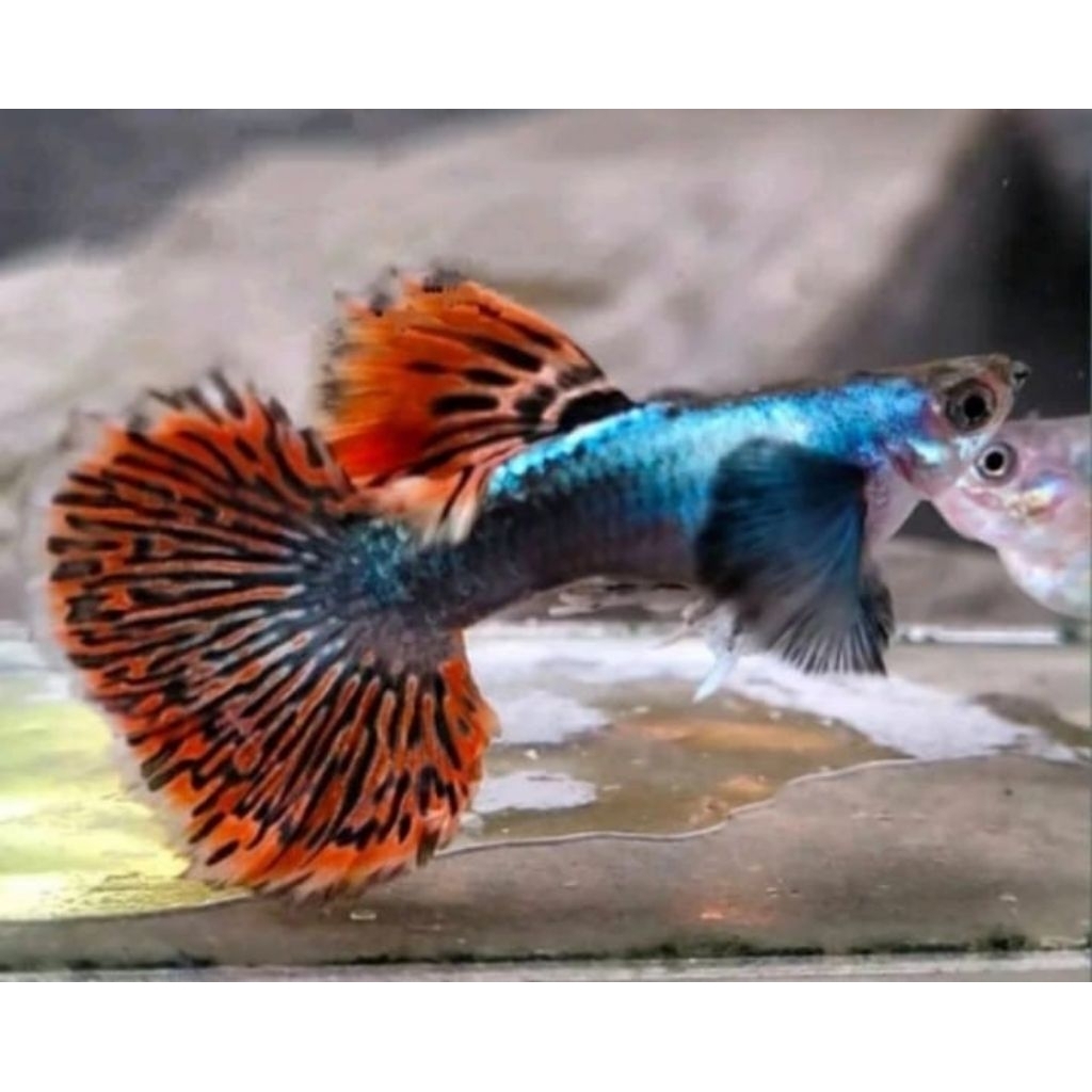Ikan Guppy PRMBE Siap Breed | Indukan Pemula Murah
