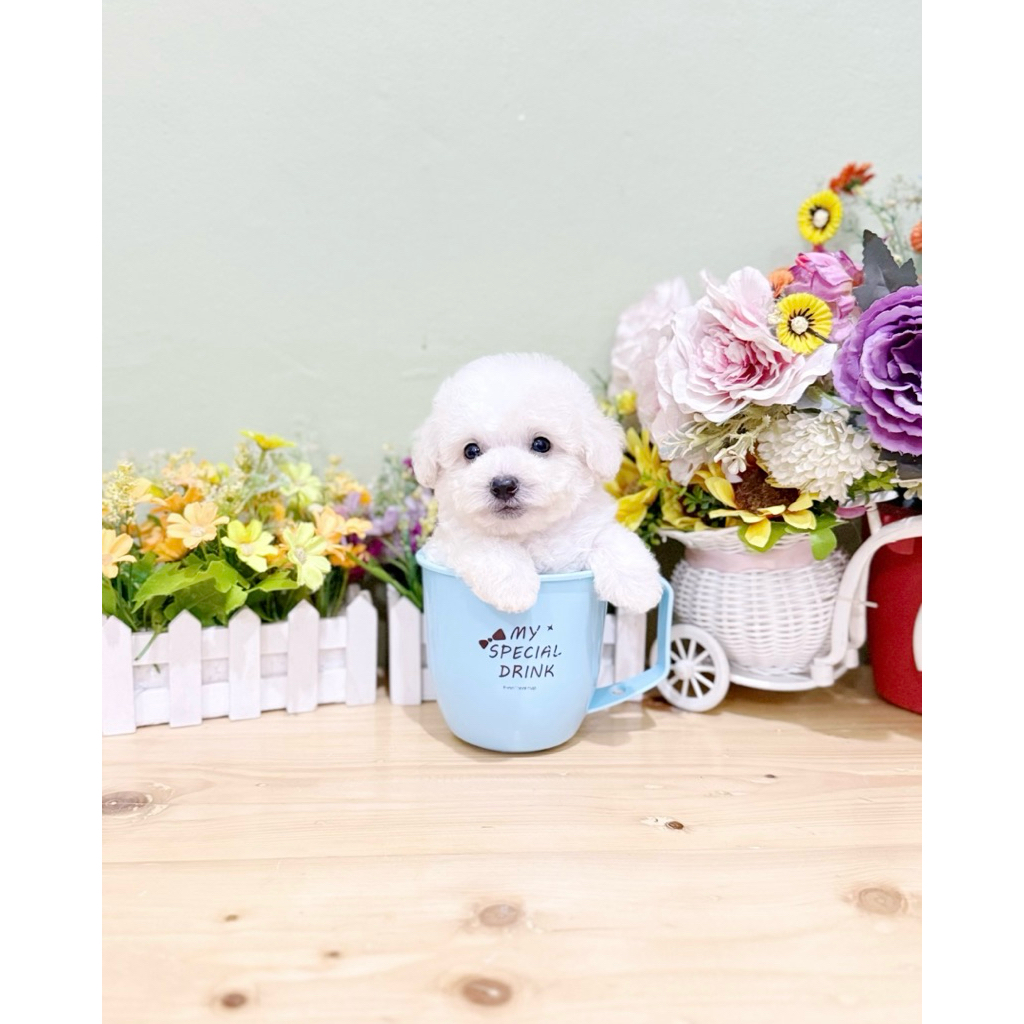 teacup poodle super cakep kaki cebol teddy bear face bulu tebal best quality