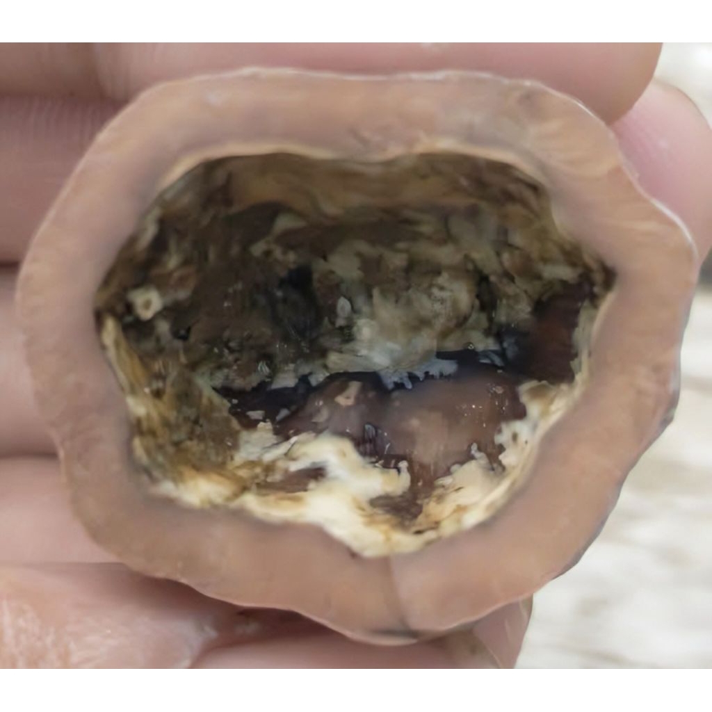 Muncang Adu Jenis Wadas Jr Batok Tebal Beli 3 Bonus 1