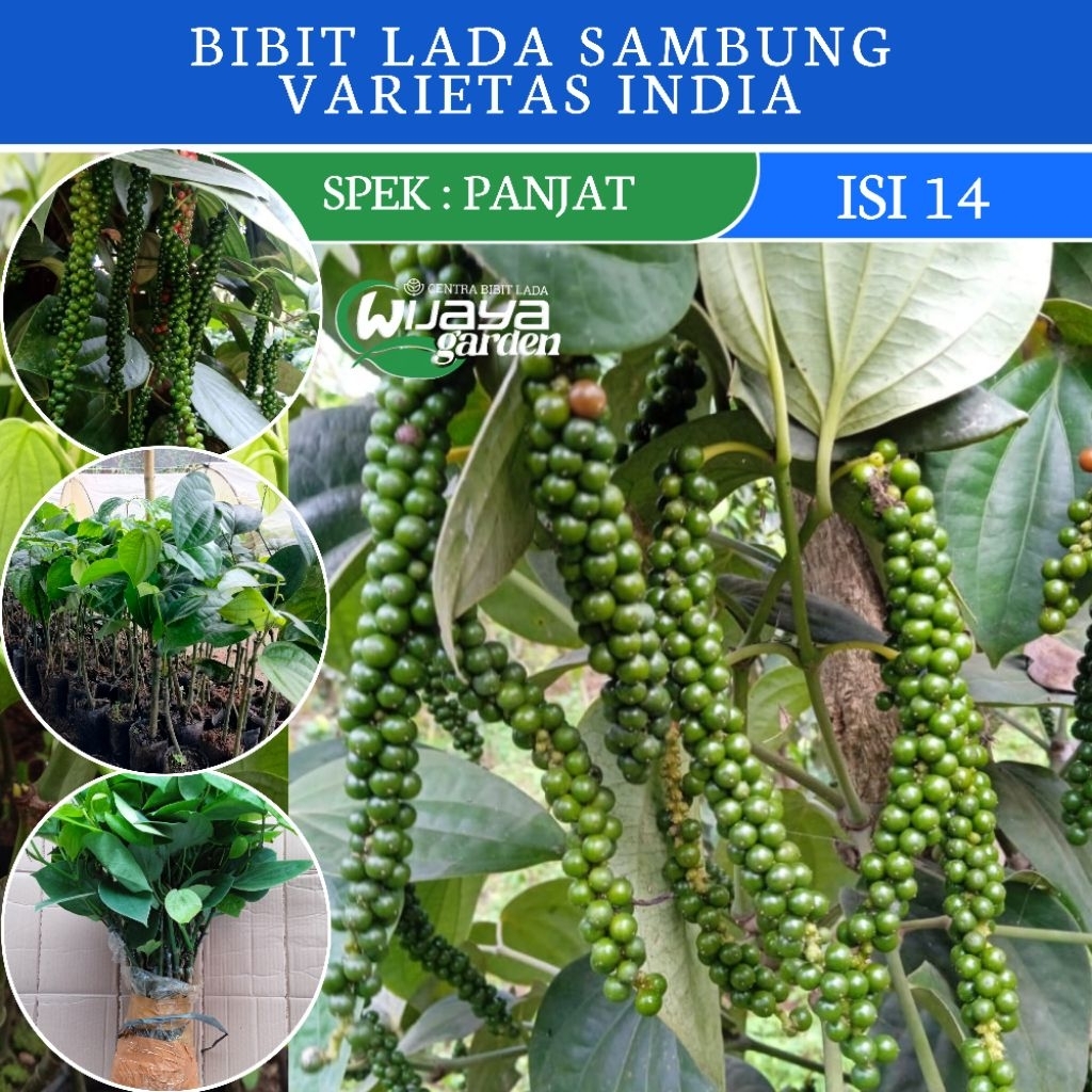 ISI 14 BIBIT LADA SAMBUNG MELADA JENIS INDIA SRILANKA | LADA SAMBUNG MELADA | LADA PUTIH | LADA HITA