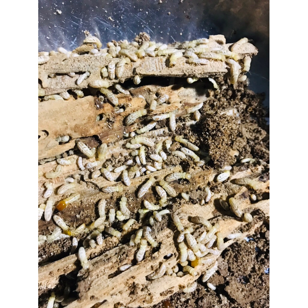 poa/rayap umpan pancing 100ML