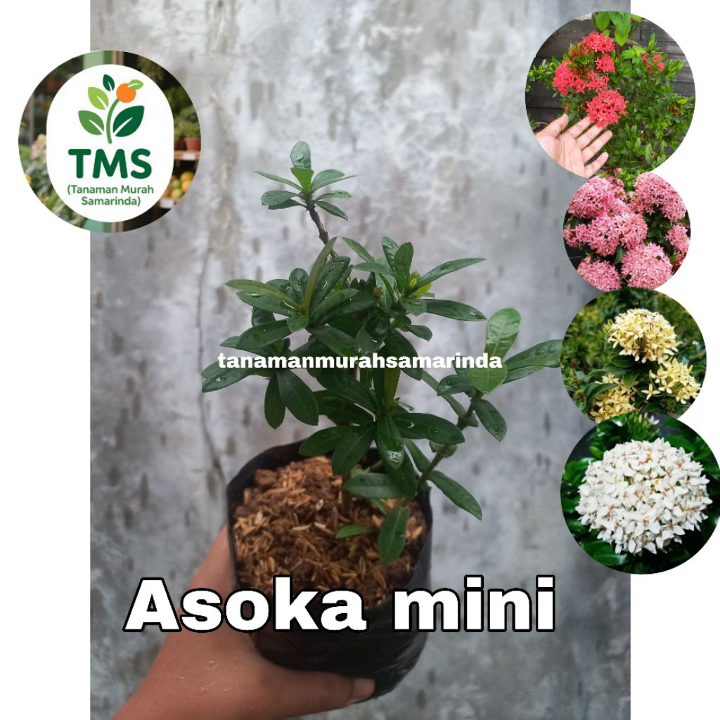 TMS~ Bunga Asoka Merah Asoka pink Asoka putih Asoka kuning Mini Asoka merah asoka jepang tanaman hia